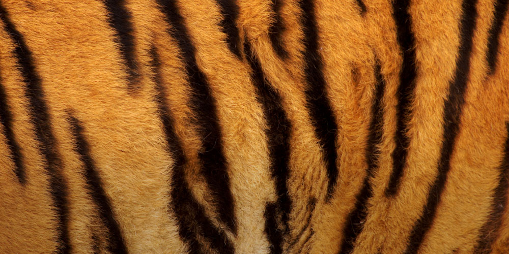 Tiger Sans